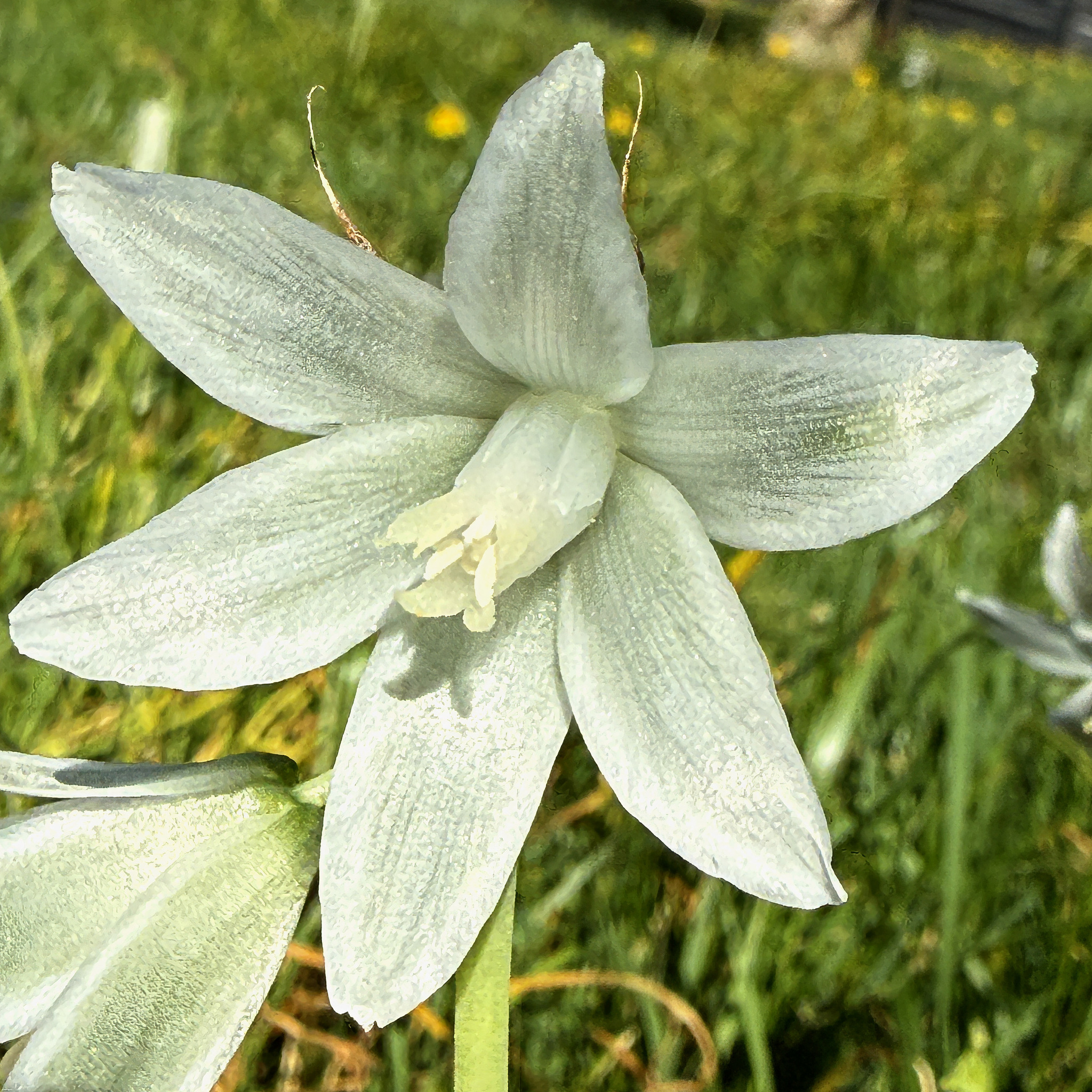 Drooping Star-Of-Bethlehem (Ornithogalum nutans)