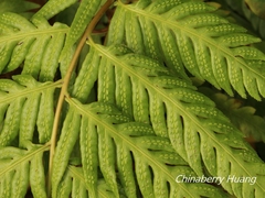 Woodwardia prolifera