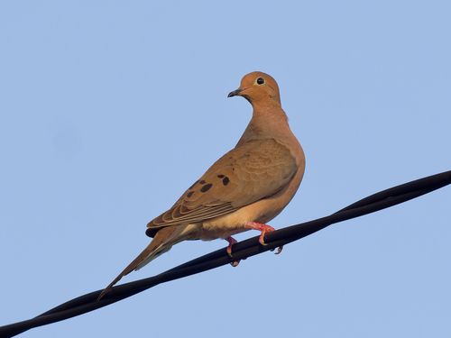 Mourning Dove