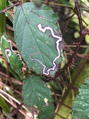 Stigmella aurella