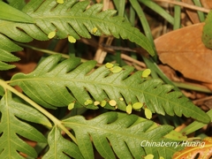 Woodwardia prolifera
