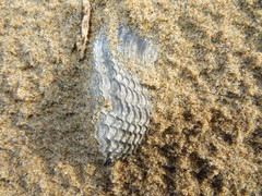 Zirfaea crispata