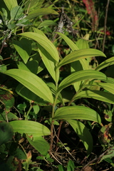 Polygonatum humile
