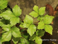 Eleutherococcus trifoliatus setosus