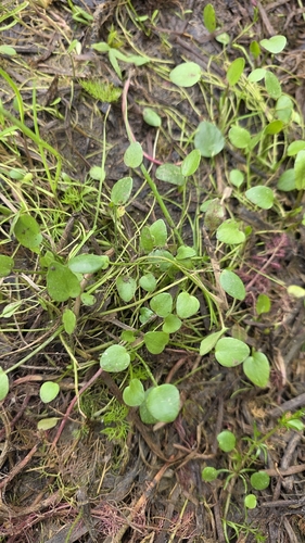 Adder's-tongue Spearwort (Ranunculus ophioglossifolius)