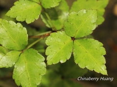 Eleutherococcus trifoliatus setosus