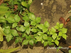 Eleutherococcus trifoliatus setosus