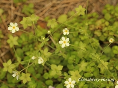 Androsace umbellata