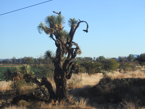 Image of Yucca decipiens by (c) Oscar Alejandro Morales Juárez, some rights reserved (CC BY-SA)