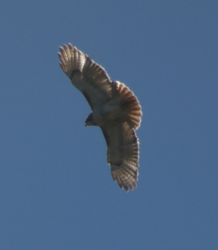 Rotschwanzbussard