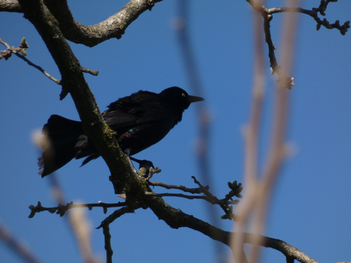 Common Grackle