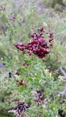 Rhagodia candolleana