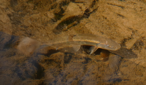 Creek Chub