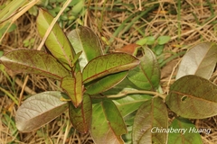 Parsonsia alboflavescens