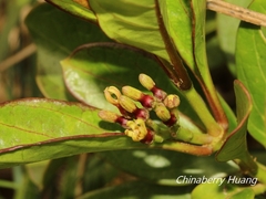 Parsonsia alboflavescens