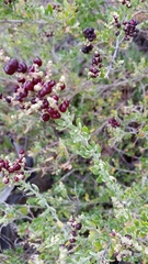 Rhagodia candolleana