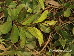 Parsonsia alboflavescens