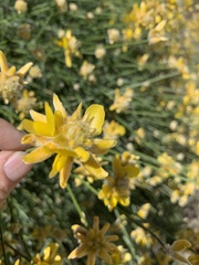 Genista umbellata
