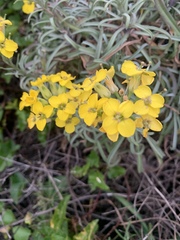 Erysimum insulare