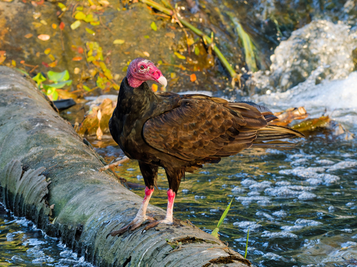 Turkey Vulture