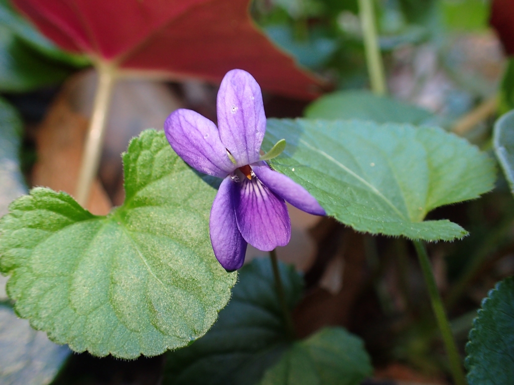 Viola odorata, Περιφέρεια Πελοποννήσου, Ελλάδα