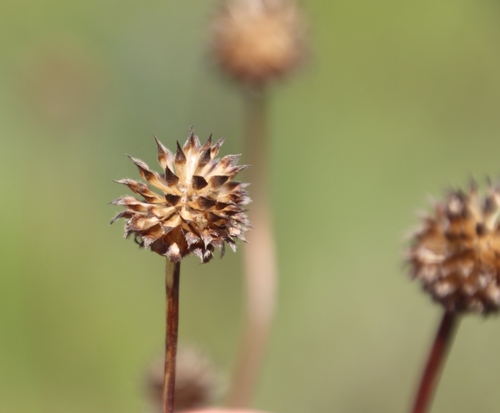 Cephalaria zeyheriana (Cephalaria zeyheriana)