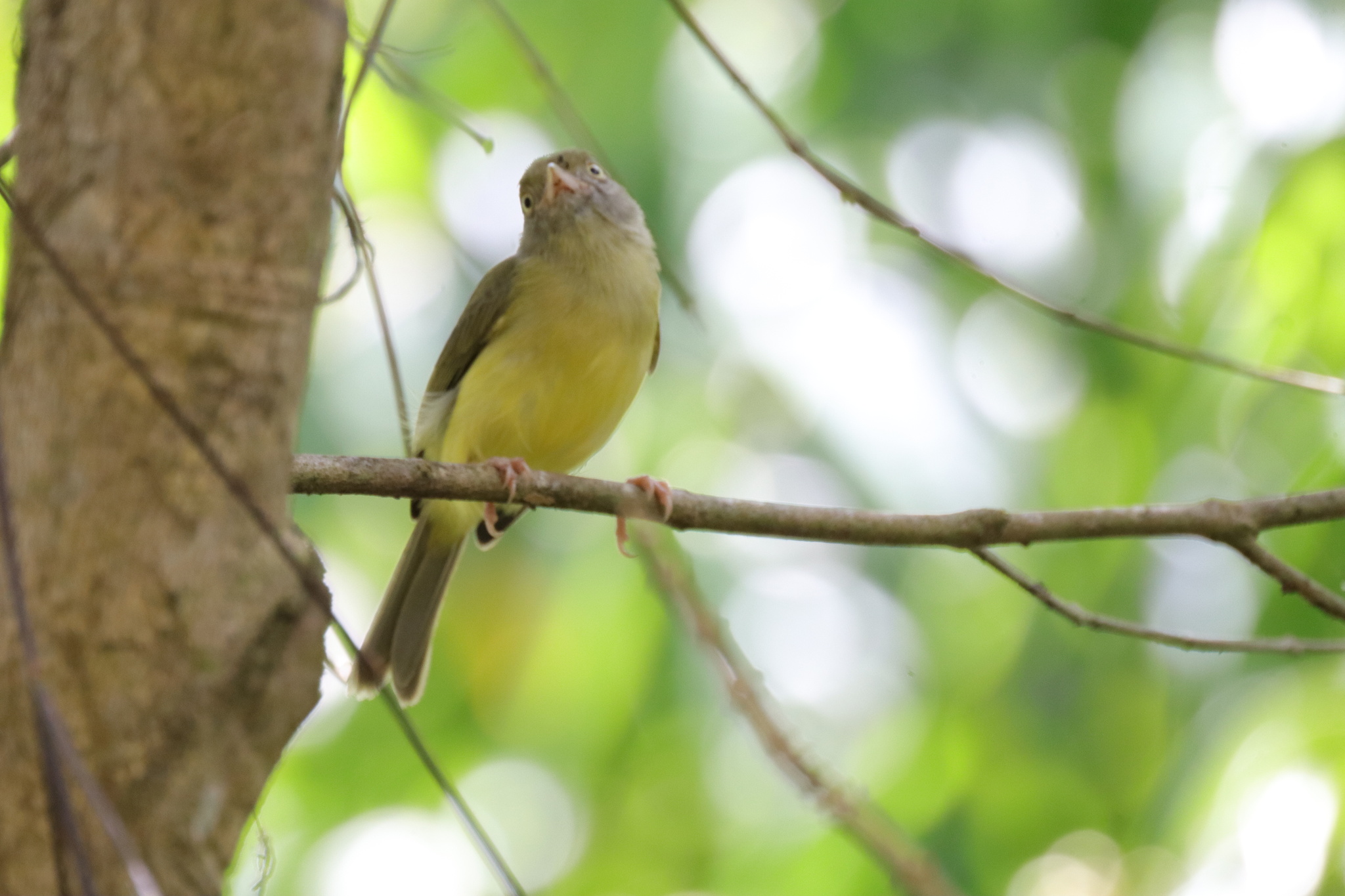 Scrub Greenlet (Hylophilus flavipes), photo 6
