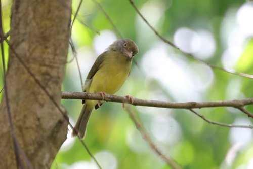 Scrub Greenlet (Hylophilus flavipes), photo 6