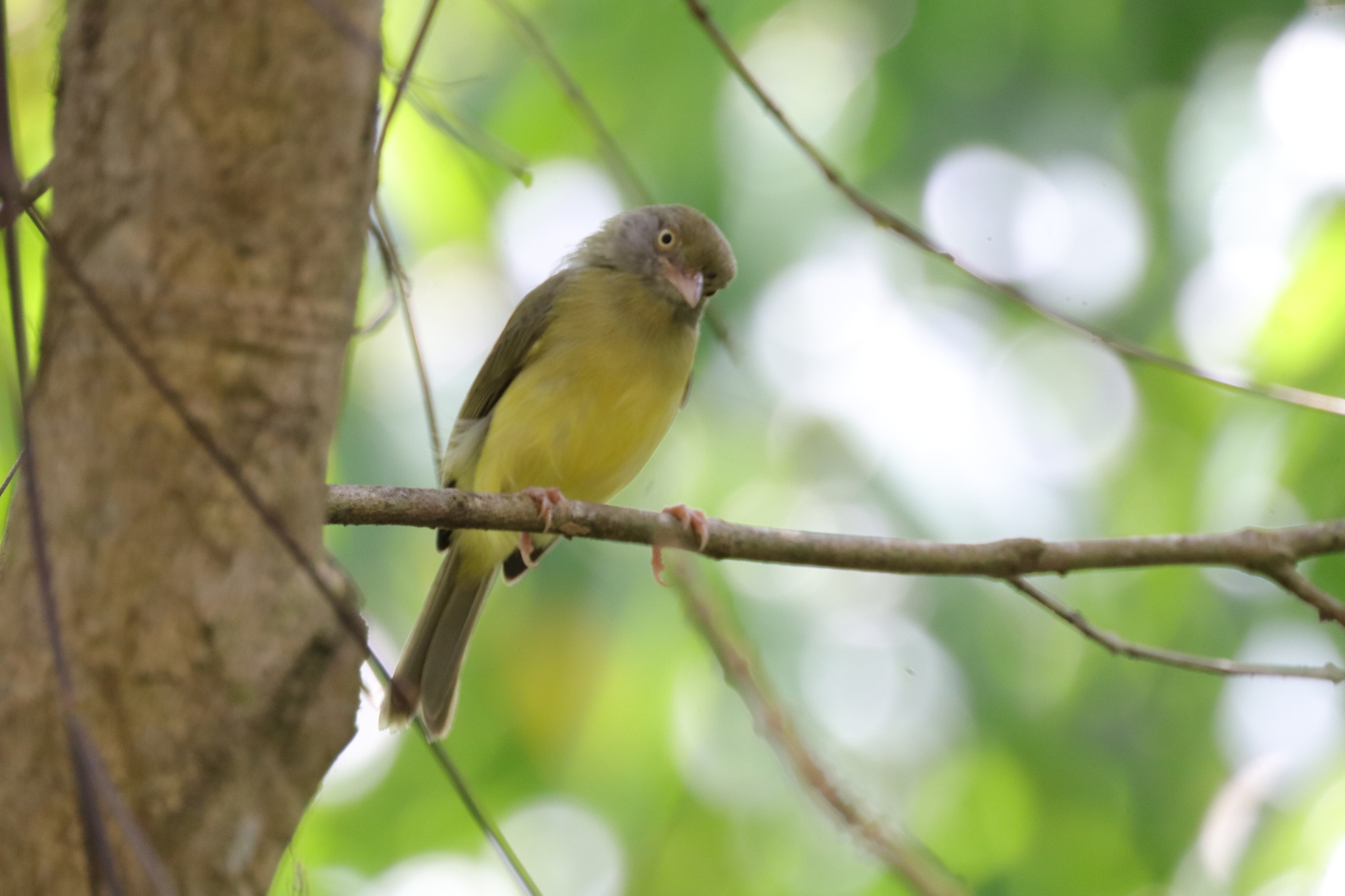 Scrub Greenlet (Hylophilus flavipes), photo 7