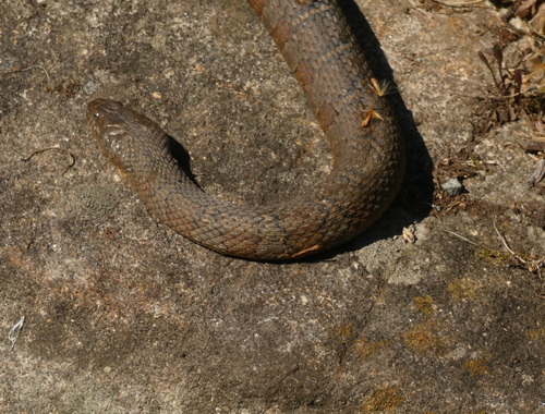 Northern Water Snake