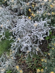 Astragalus miguelensis
