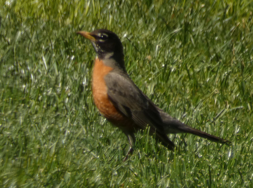 American Robin