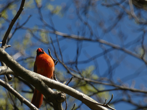 Northern Cardinal
