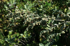 Artemisia koidzumii