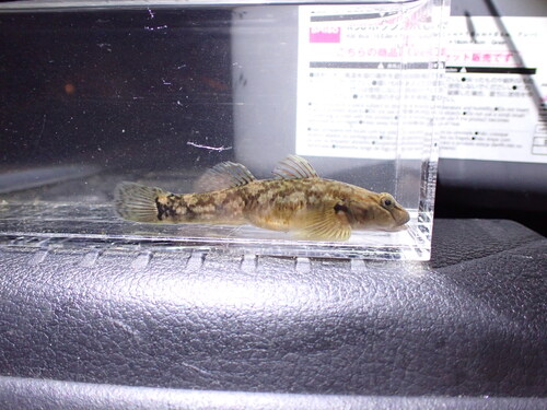 Rhinogobius fluviatilis