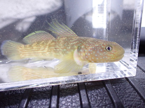 Tridentiger brevispinis