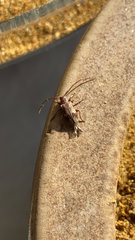 Exocentrus adspersus