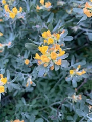 Acmispon dendroideus veatchii