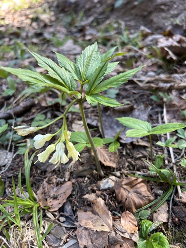 drooping bittercress (Cardamine enneaphyllos)