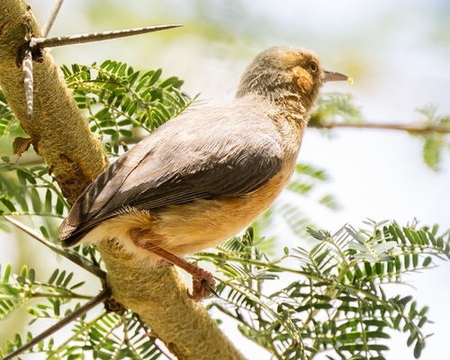 Red-faced Crombec (Sylvietta whytii), photo 9