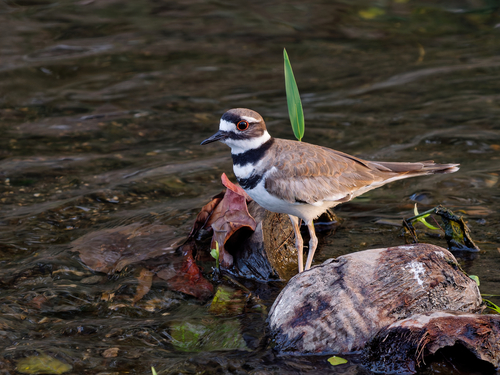 Killdeer