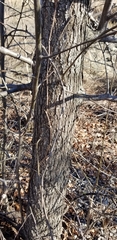 Pyrus calleryana
