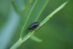 Capsus