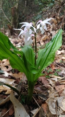 Calanthe arisanensis
