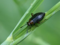 Capsus