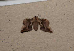 Phyllosphingia dissimilis