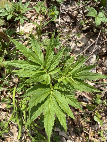 Cardamine kitaibelii, photograph 2