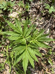 Cardamine kitaibelii, photograph author not stated, no rights reserved