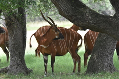 Tragelaphus