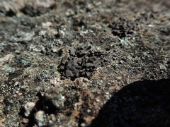 Umbilicaria polyphylla